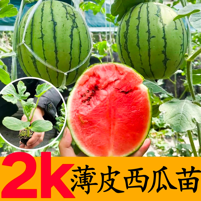 2k西瓜苗蔬菜苗瓜苗秧苗四季高产开春福利寿光苗场带土发货穴盘