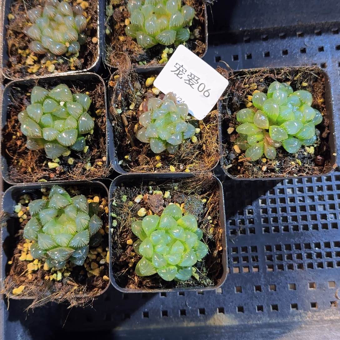 直播福利一物一拍06