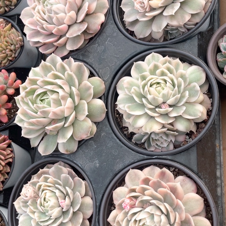 盎司诺12.58一盆888