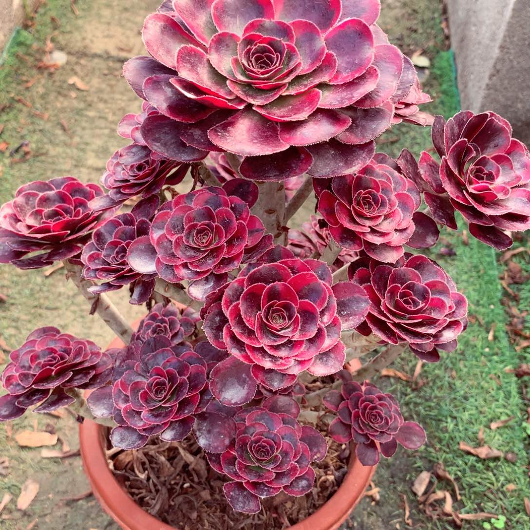 丽娜锦，多肉植物的