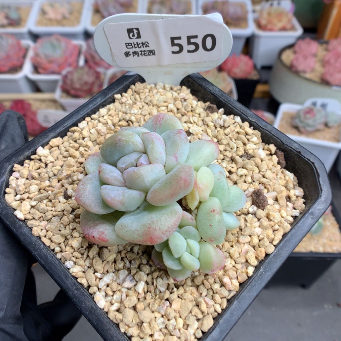 550 特冰玉石化多肉