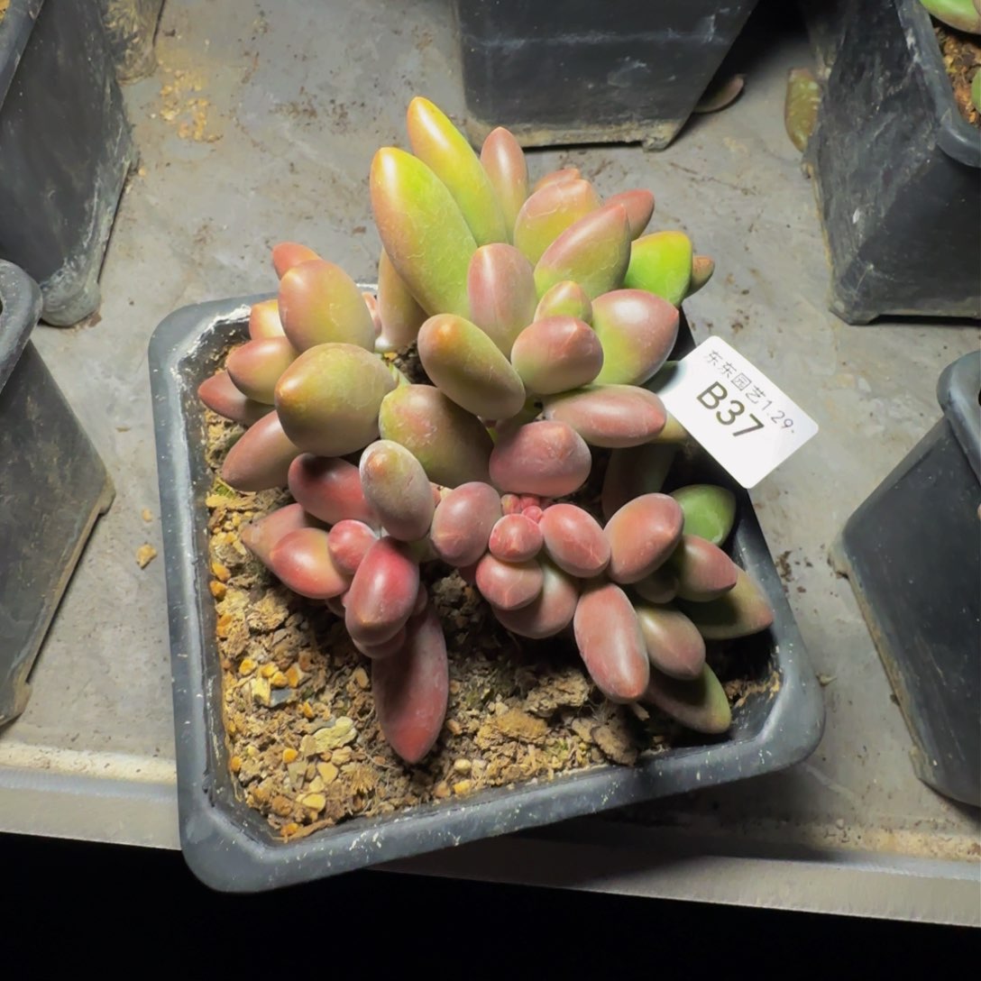 b b b b b b b b b 37