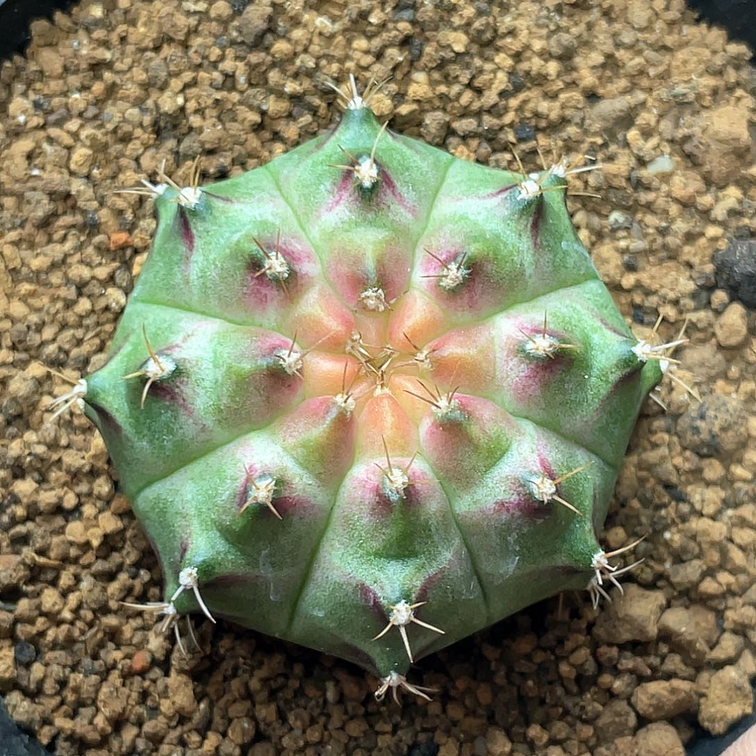 无花朵泰系实生根，轮回1