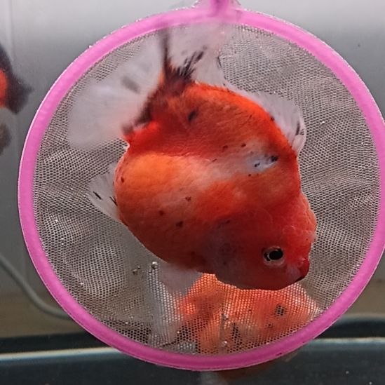 海水鱼精品泰狮观赏金鱼