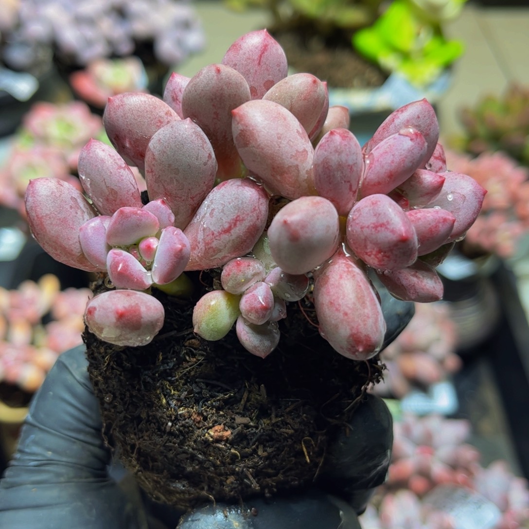 068桃花仙子奶8厘米多肉