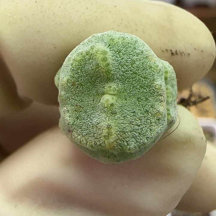 943绿豆糕绿豆糕