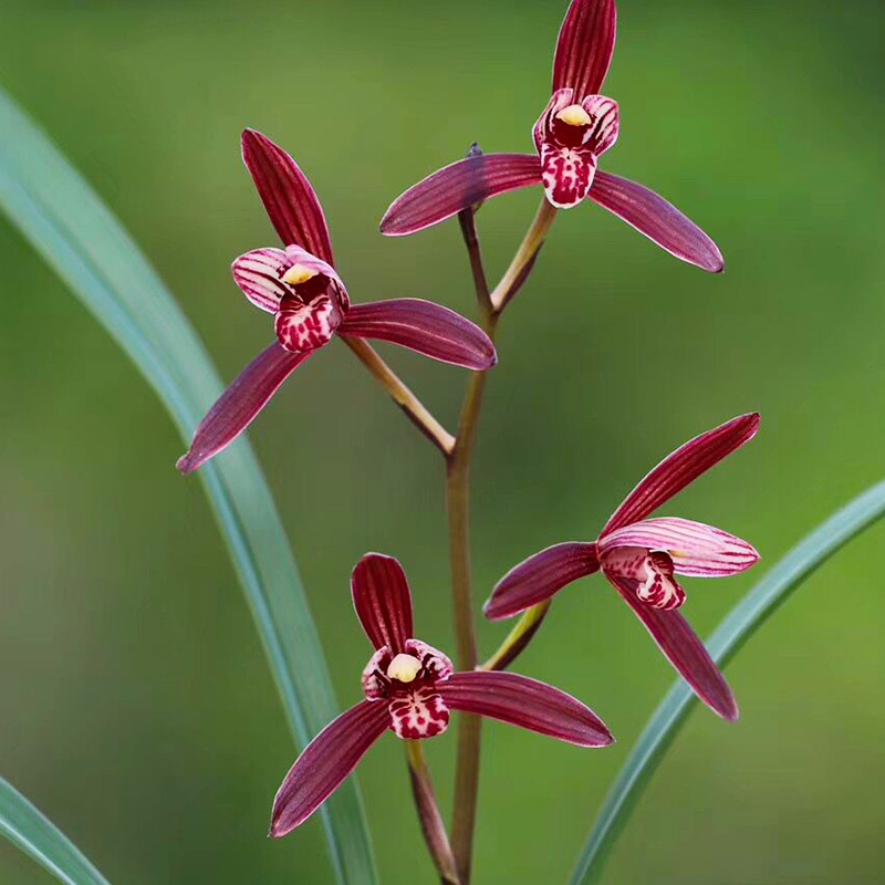 建兰墨宝兰花盆栽室内外好养活浓香型花卉石湾花盆植物