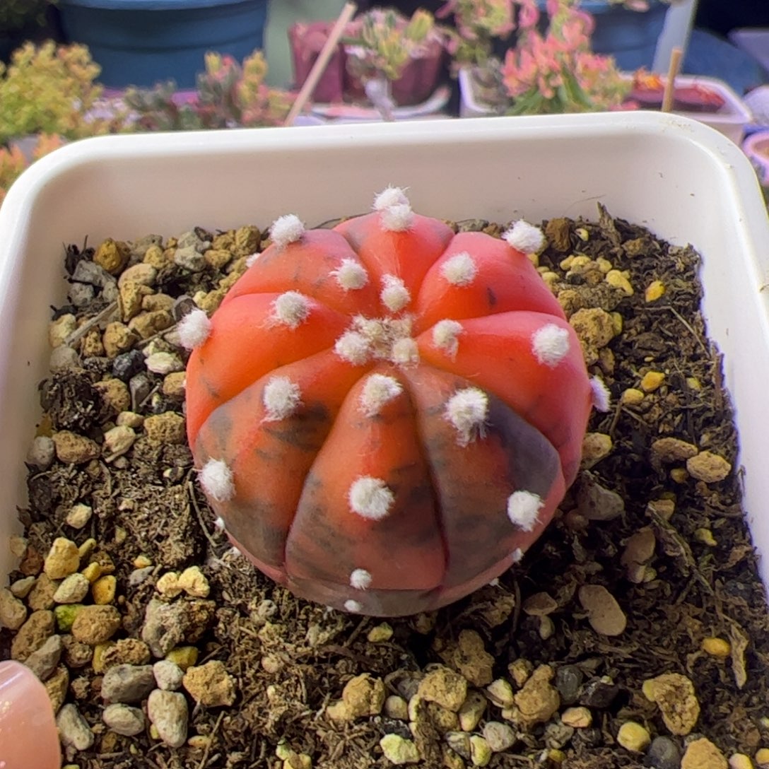 言***。多肉植物仙人球兜锦