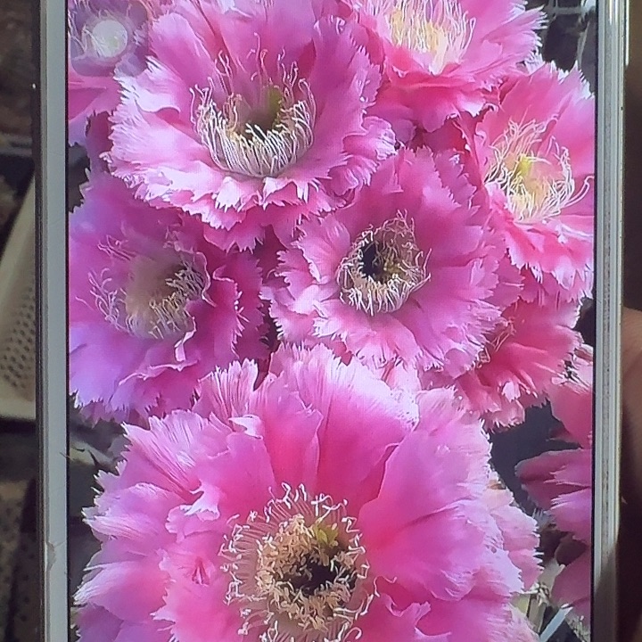 云锦侧芽4公分左右彩草