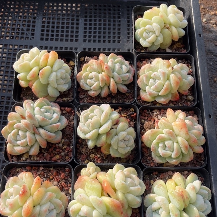 冰玉多肉七方盆一组10个5号