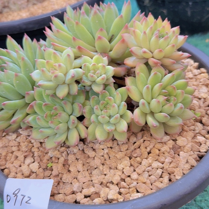 0972星际迷航多肉