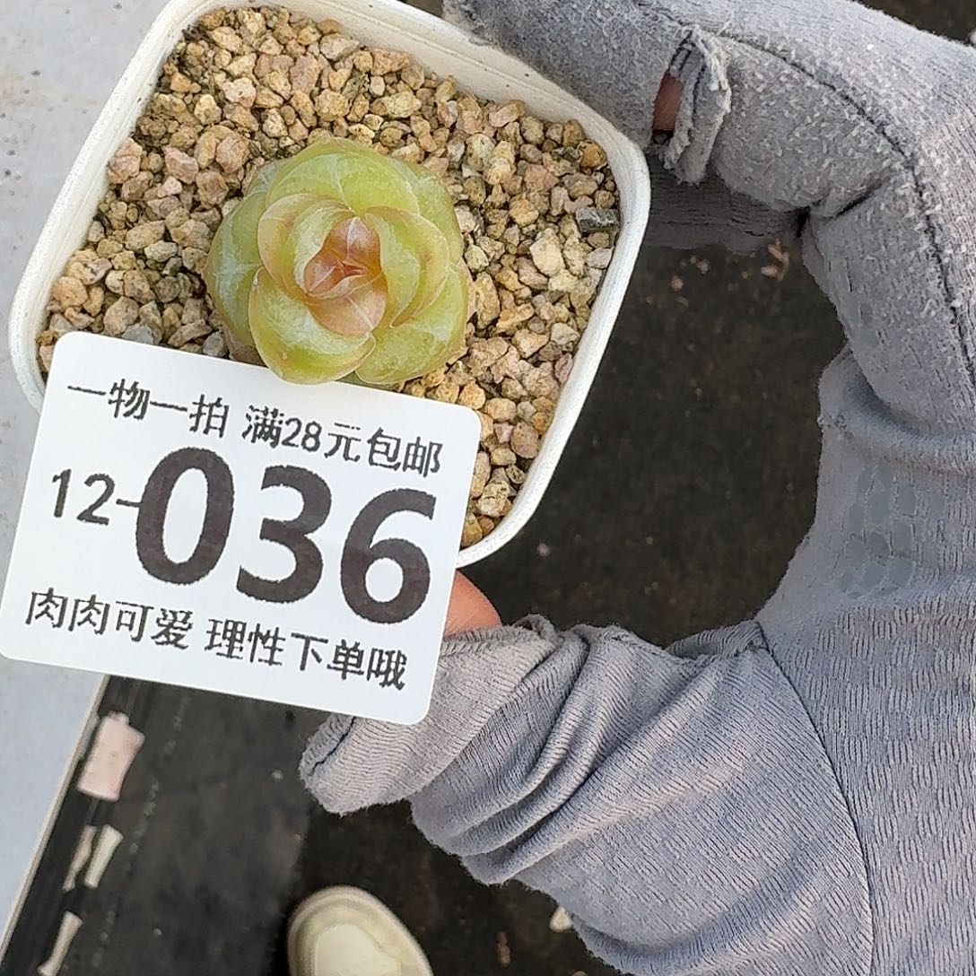 冰淇淋无盆土发货无盆土发货无