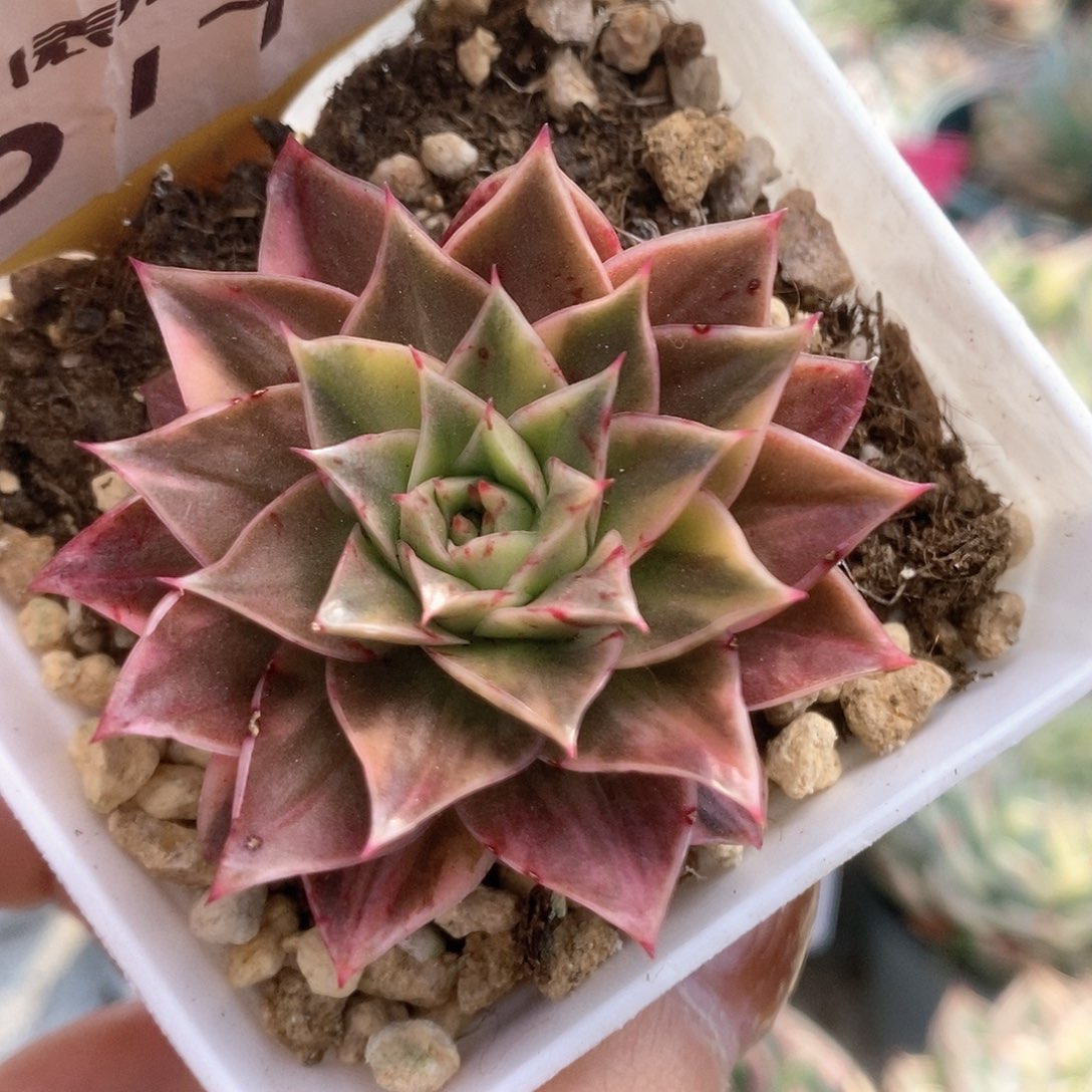 177皮皮虾锦锦锦锦锦锦