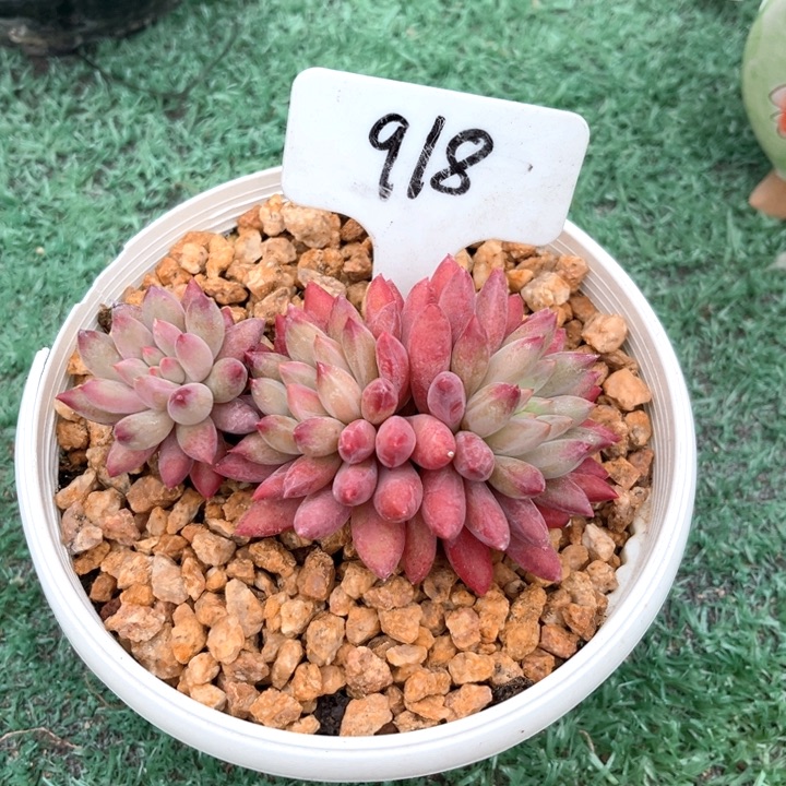 虞918号码牌子的话题