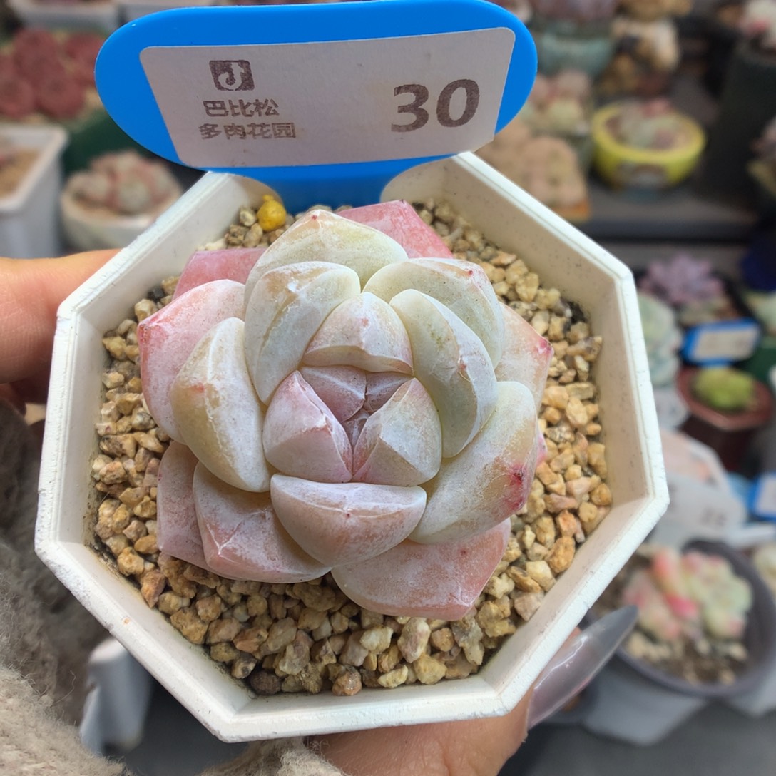 30 冰玉石化多肉植物