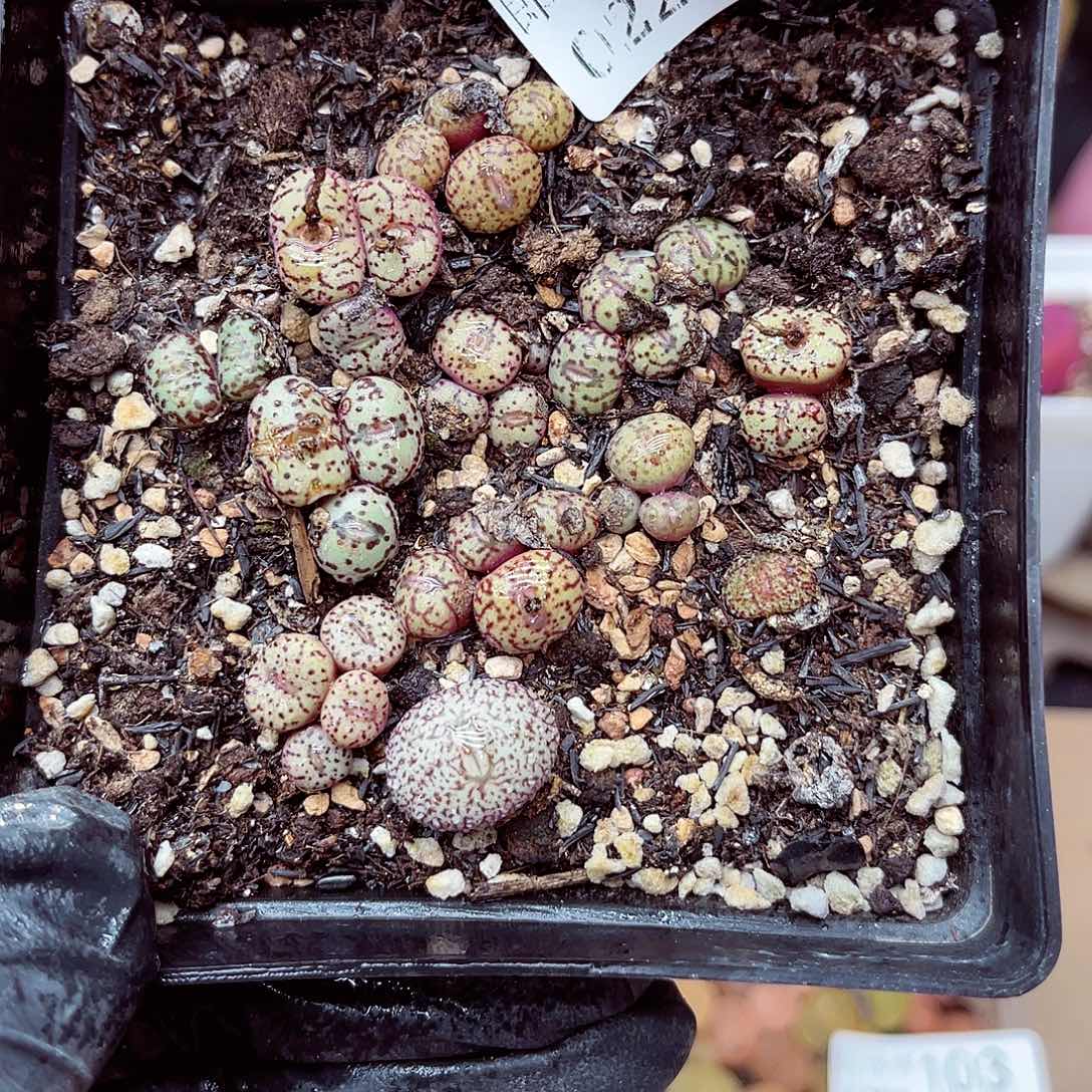 生石花满18包邮21-123