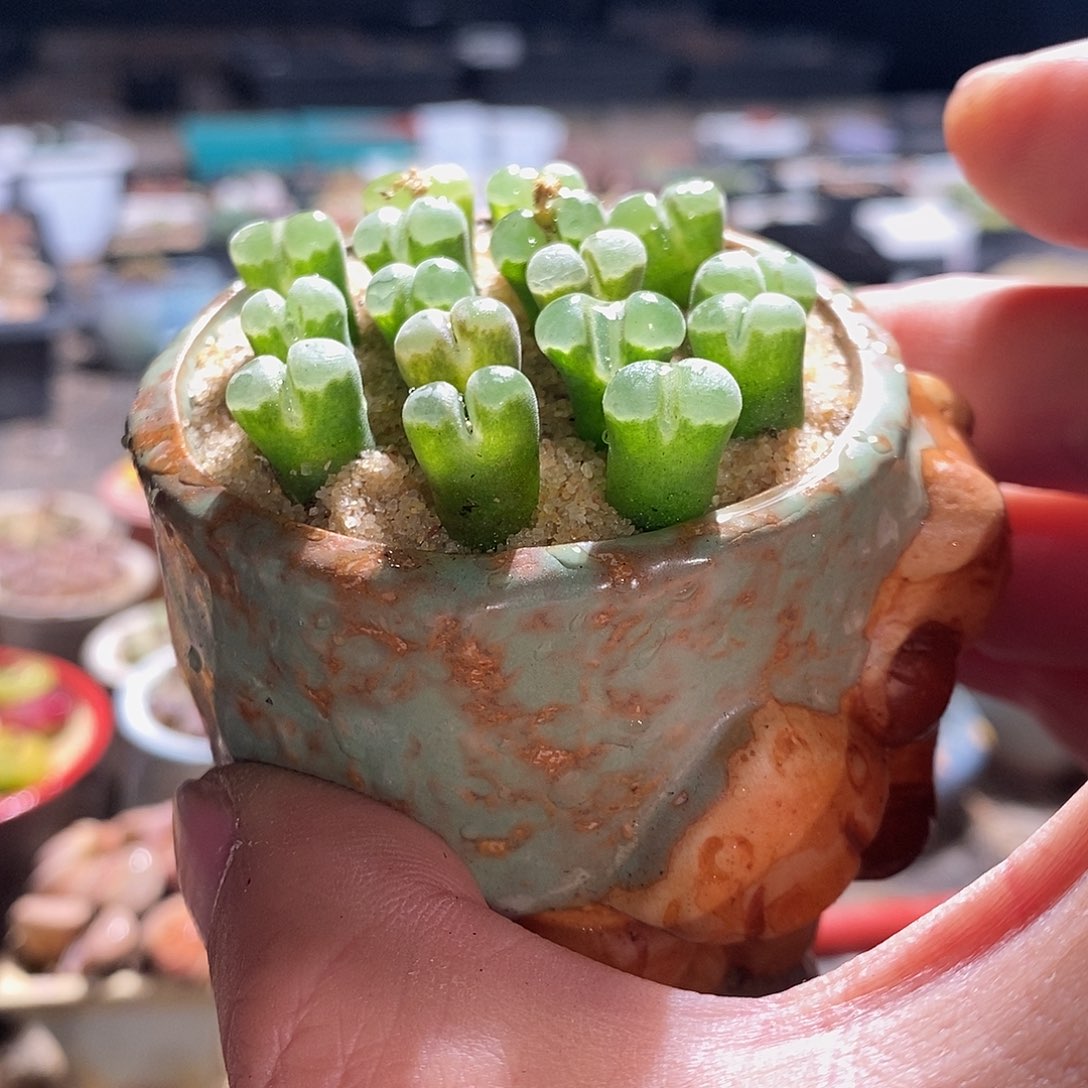 一颗极窗风铃。     