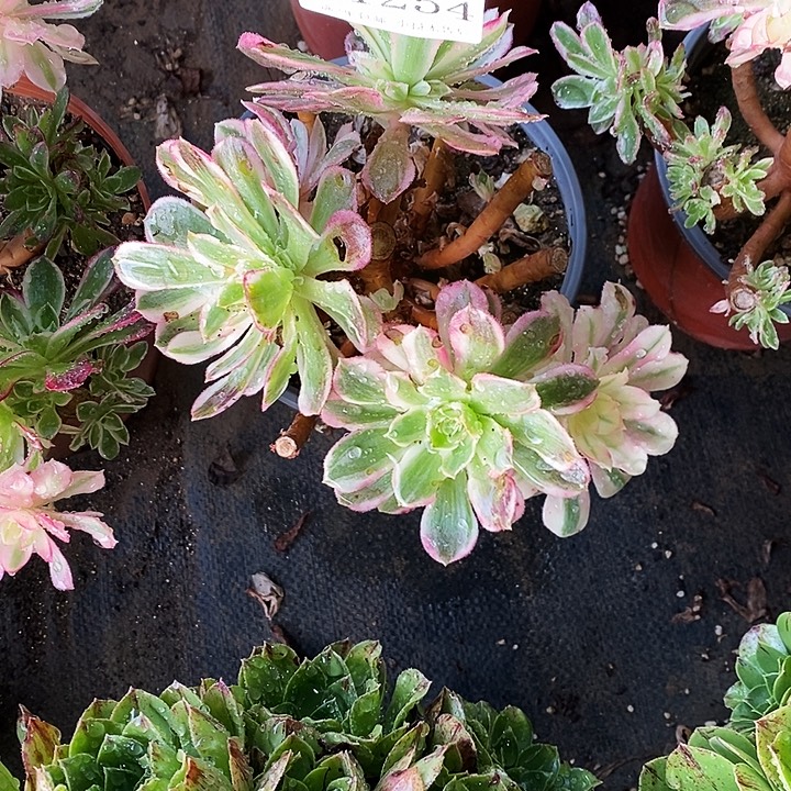 1254孔雀多肉母本无售后