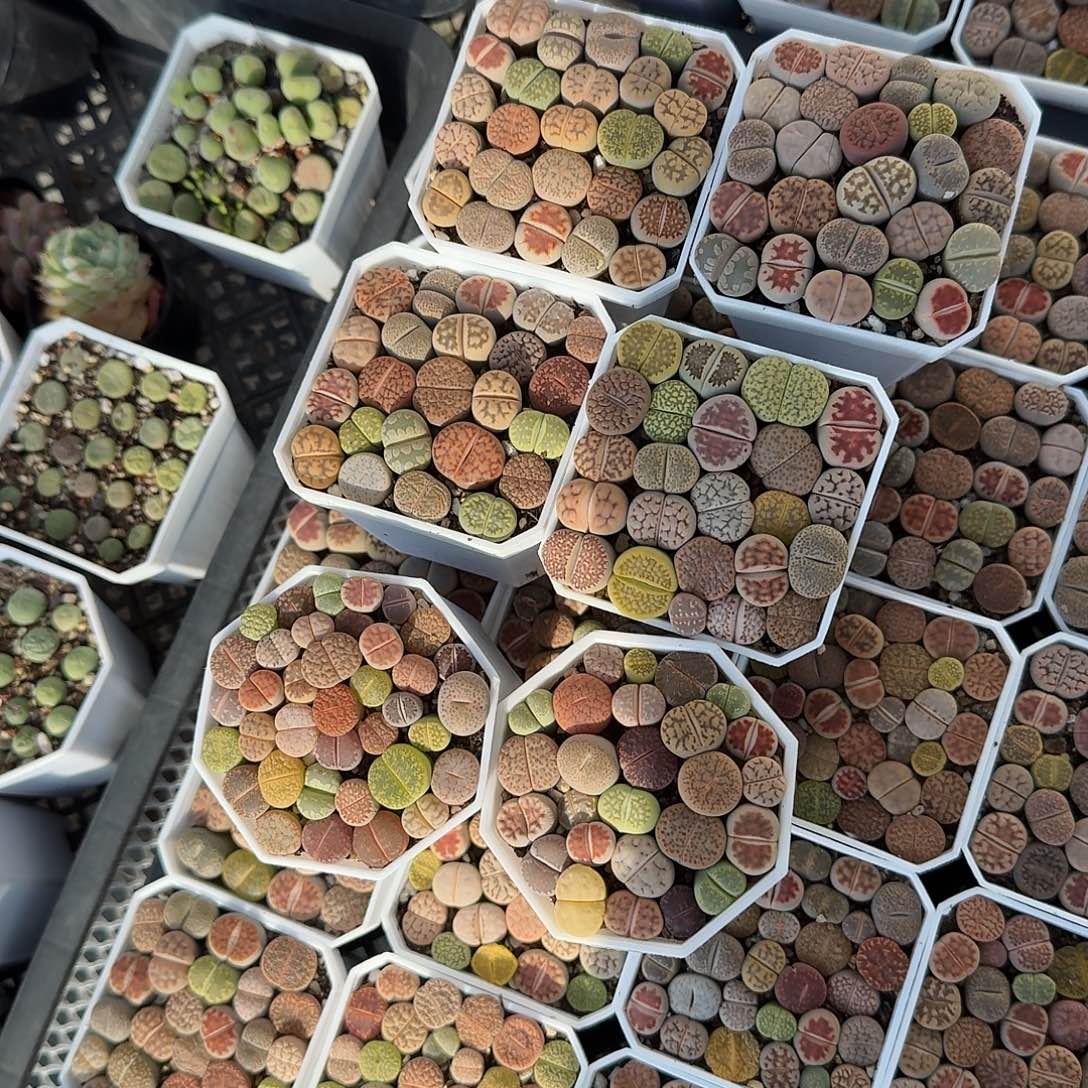 生实话多肉植物精品