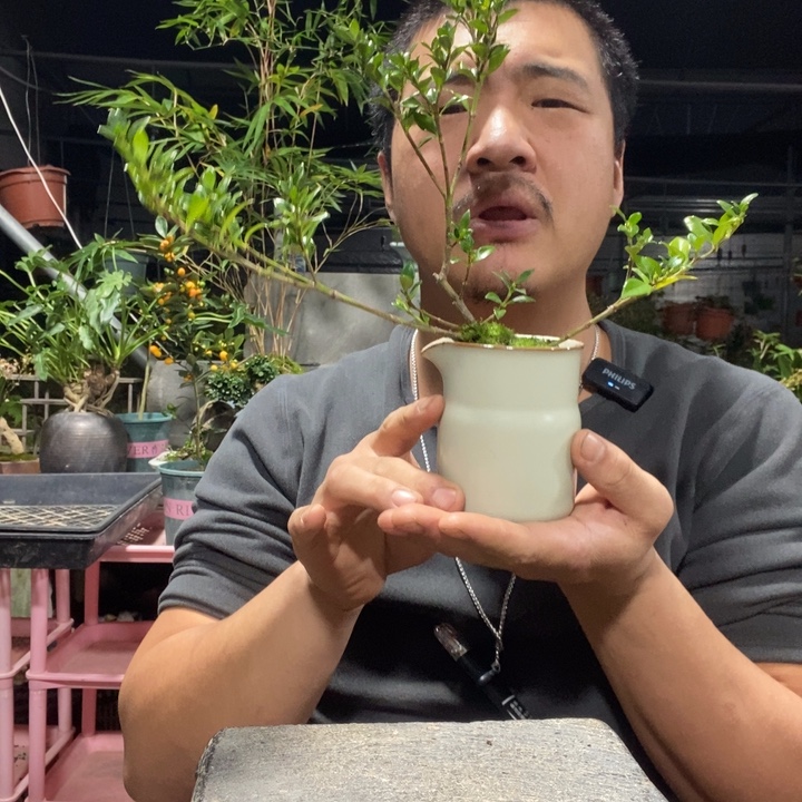 以实际为准盆景绿植盆栽79