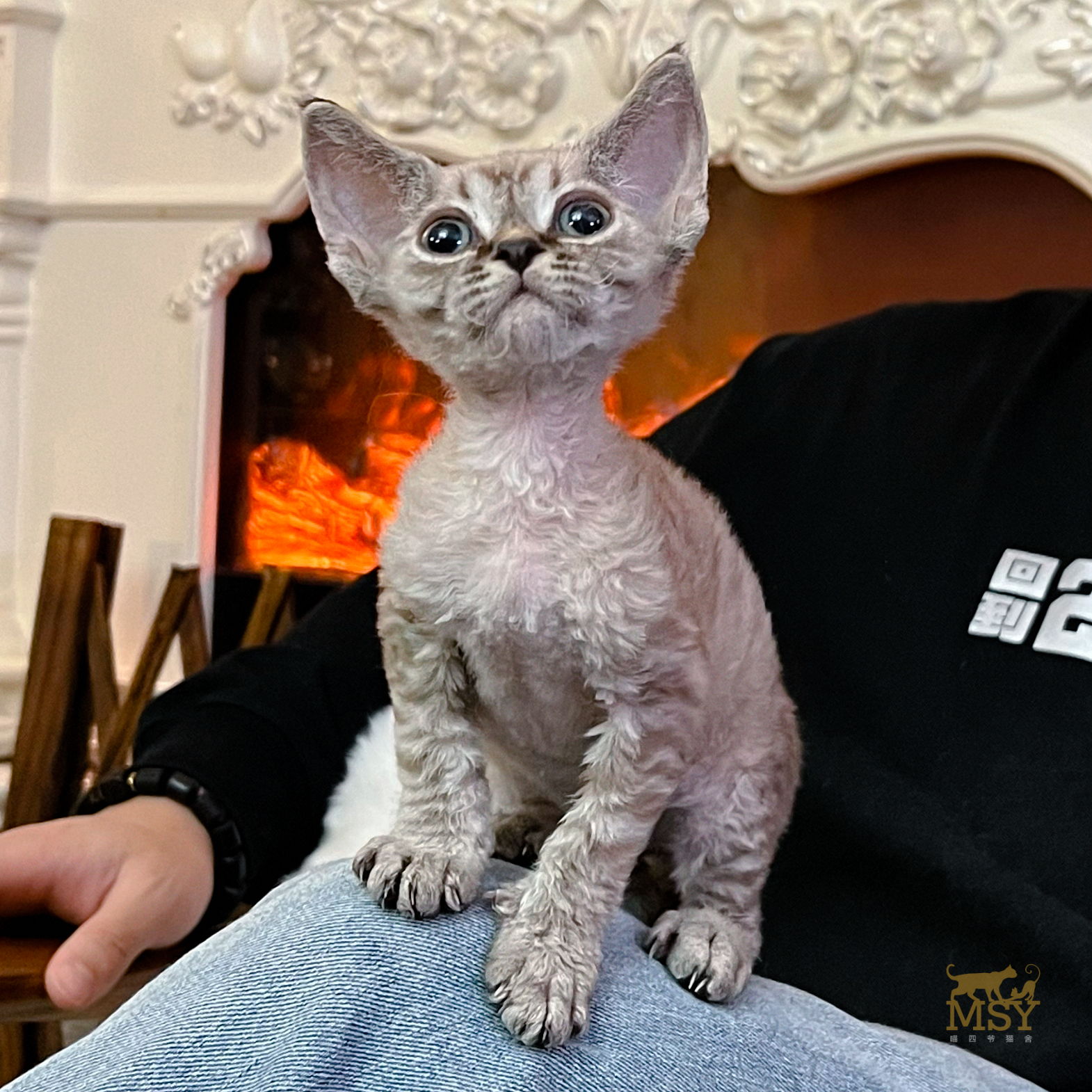 虎斑德文卷毛猫猫咪活体MSY喵四爷猫舍