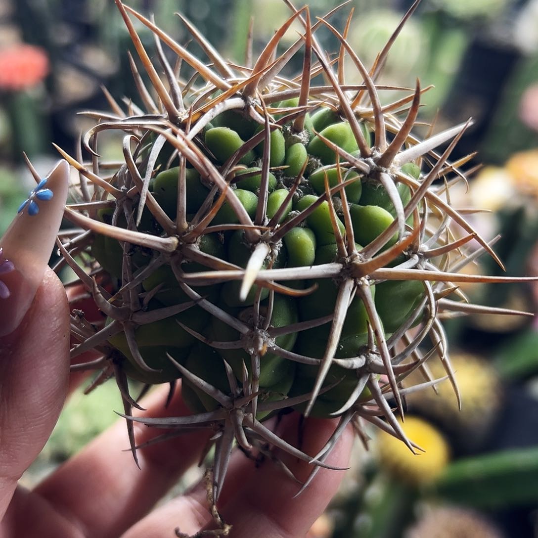 黄体密刺碧岩仙人球111111111