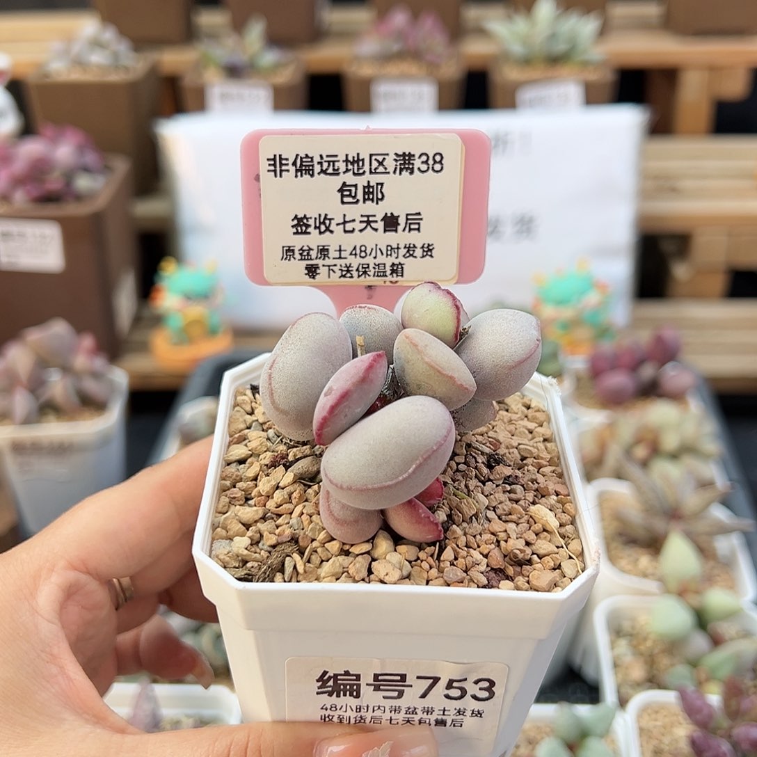 753白肌红蛋多肉植物