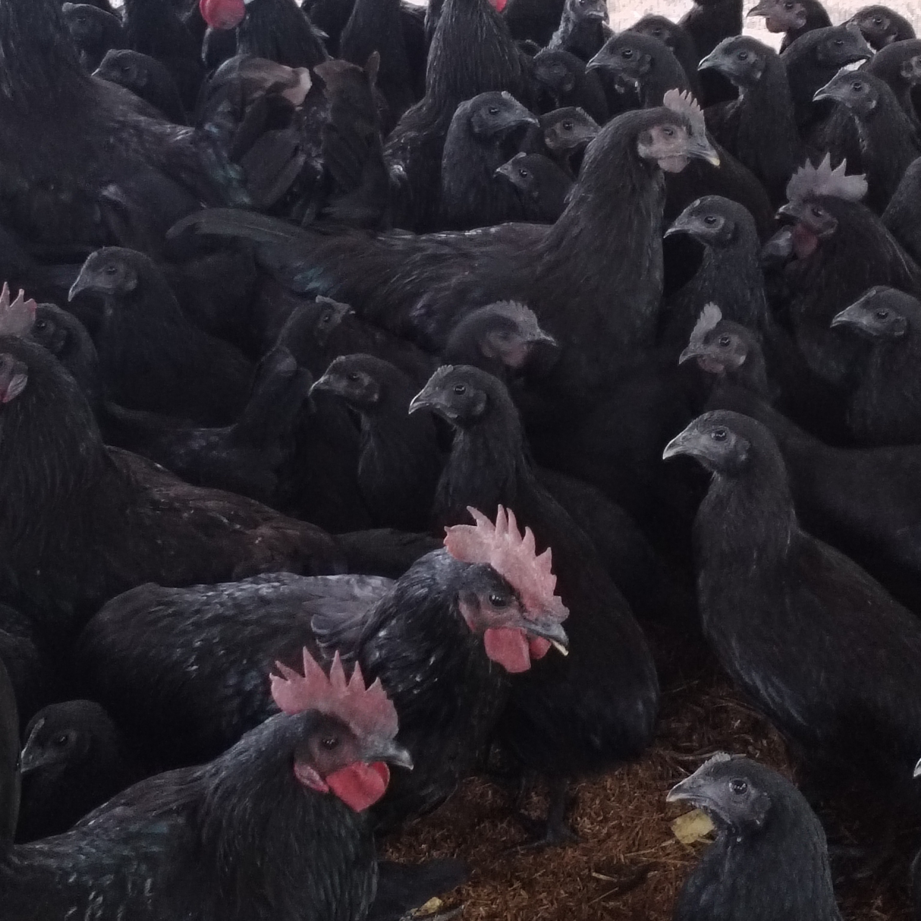 正宗山林散养五黑鸡花色自选每只2斤半左右，1公3母