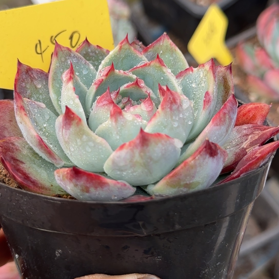 花脸拉丝惊鸿一物一拍包装收缩花旱450