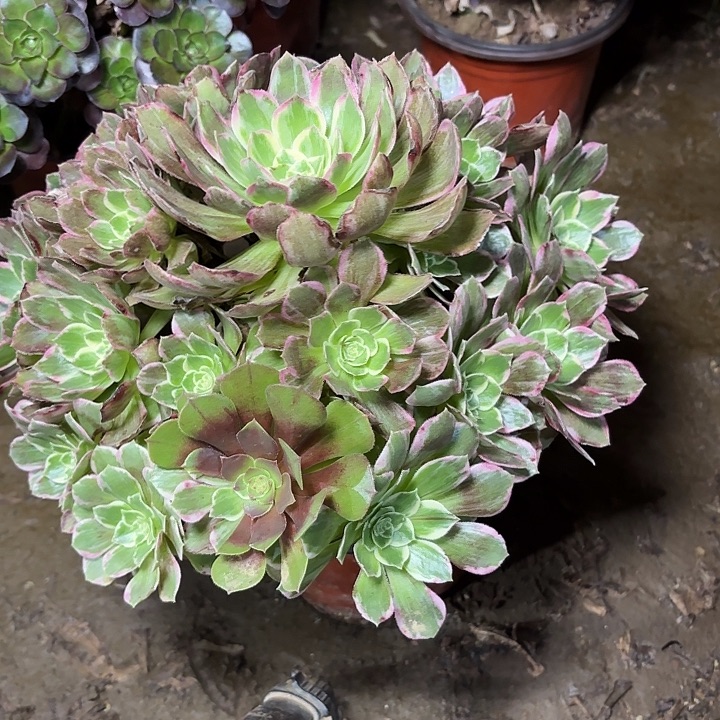 多肉植物万花筒31