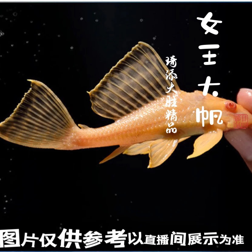 观赏鱼 女王大帆观赏鱼