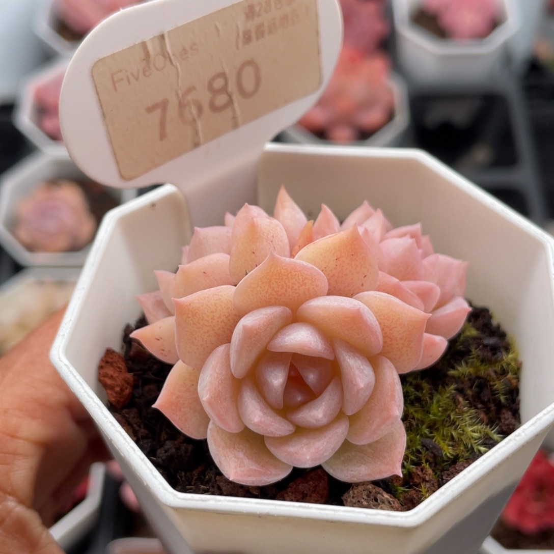 纯爱7680-5.0厘米