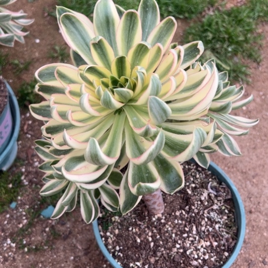 梦****5青莲多肉植物花花花花