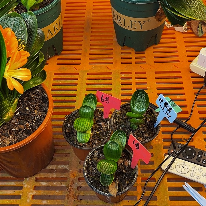 完全开放舒展娃娃