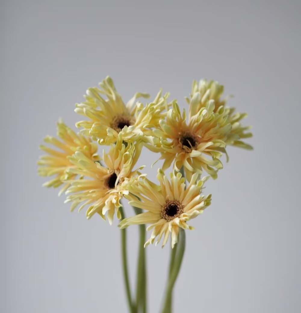 【买一送一】瑞典非洲菊10支    云南基地鲜花直发      家养水养