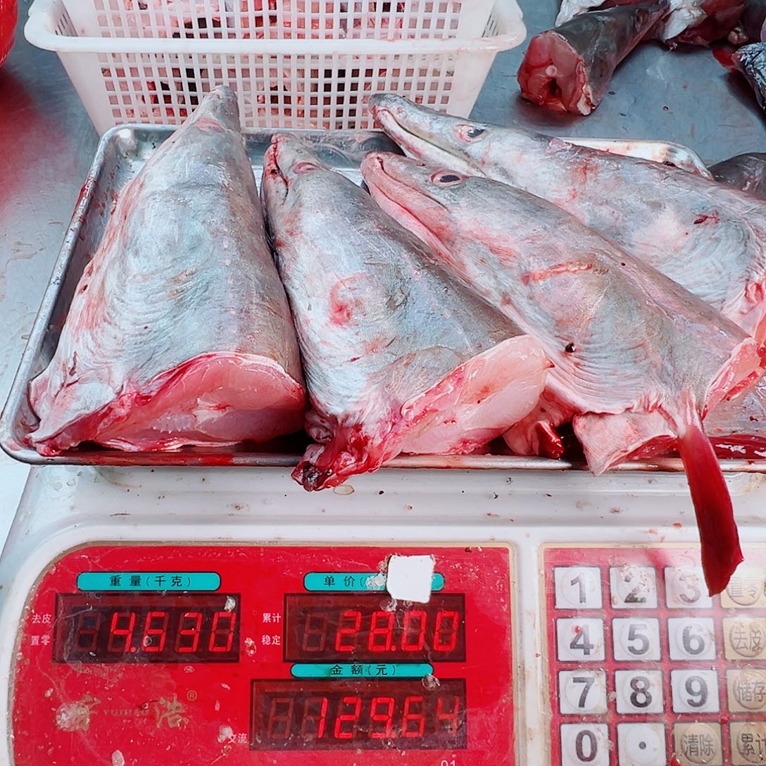 中国大陆四个鳗鱼头