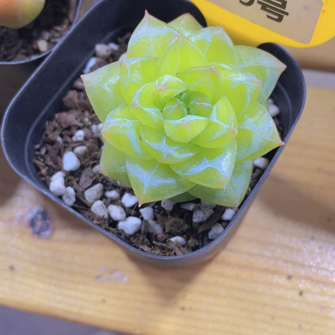 1259号 绿透钻石珍妮