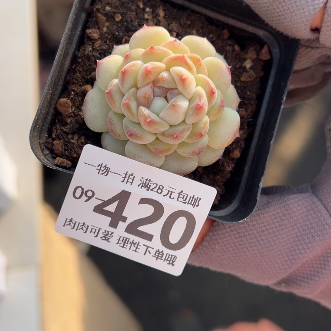 香格里拉多肉多肉多肉多肉