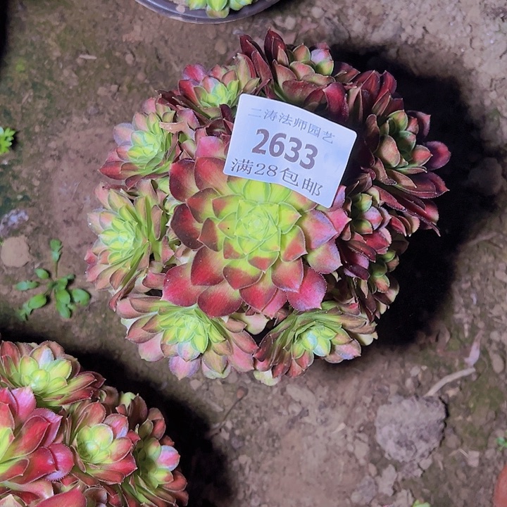 2633韶华多肉植物2号