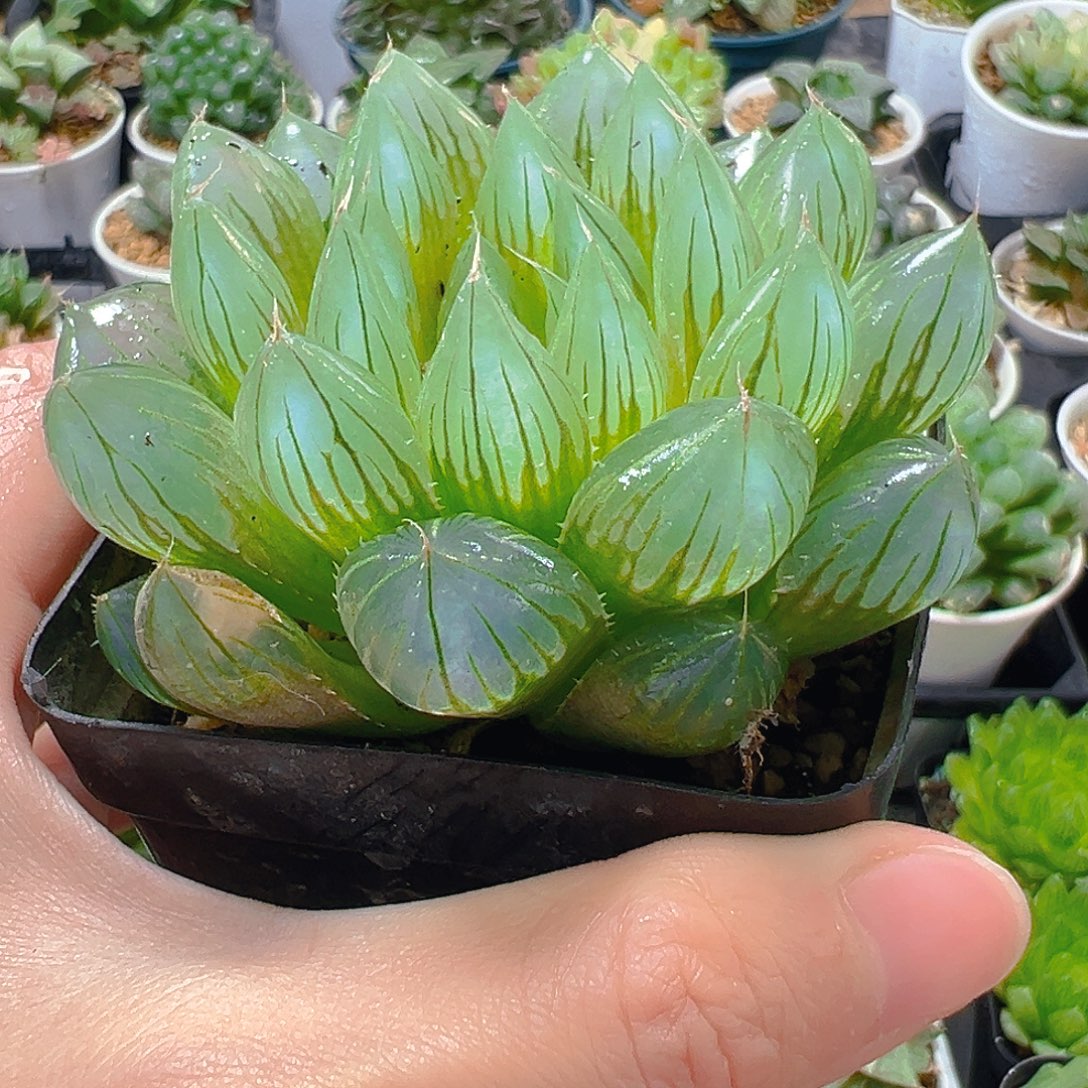 5185多肉植物一颗多肉多肉