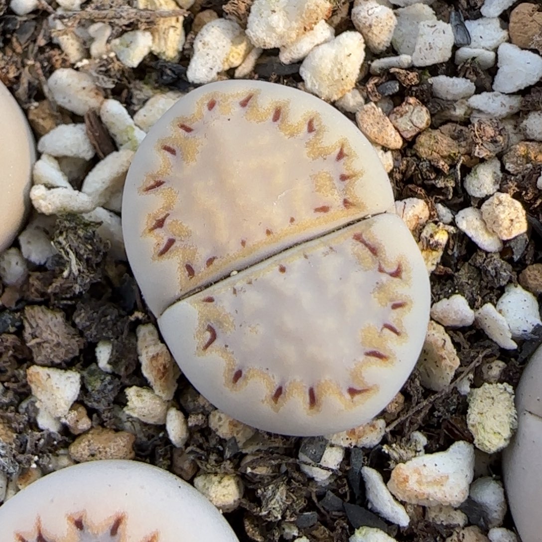 12.6.c215饼干.9043