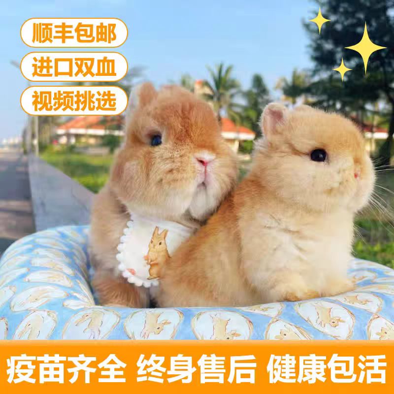 迷你侏儒兔 垂耳兔 活体 不咬人 适合家庭 饲养的 宠物兔
