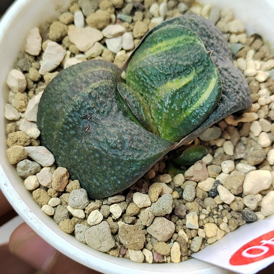 140 实生军配卧牛6厘米左右一物一拍带盆