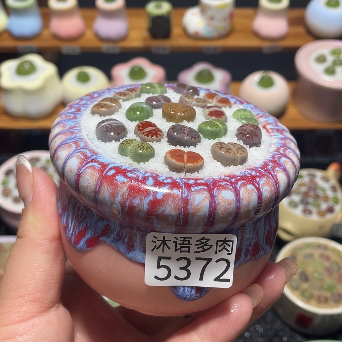 带盆土植物 一物一拍5372