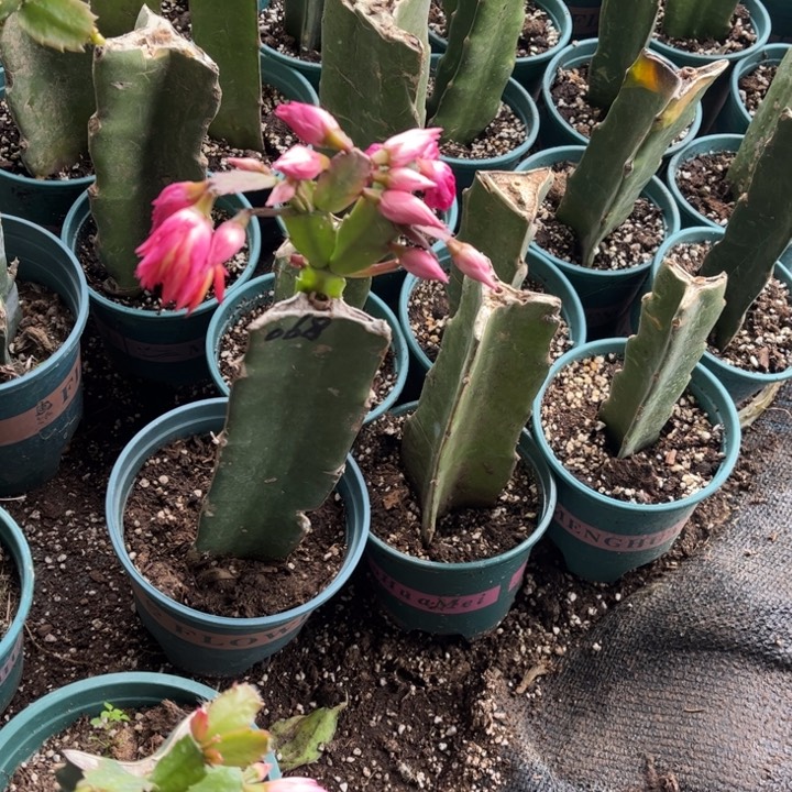 锦***程73号068，重瓣，花花