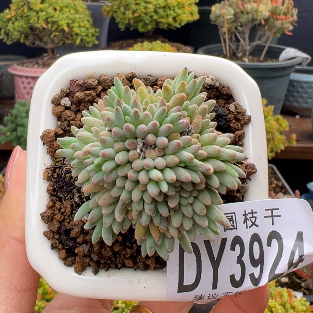 dy3924精控小可爱晶珊瑚冠幅3.5cm送盆