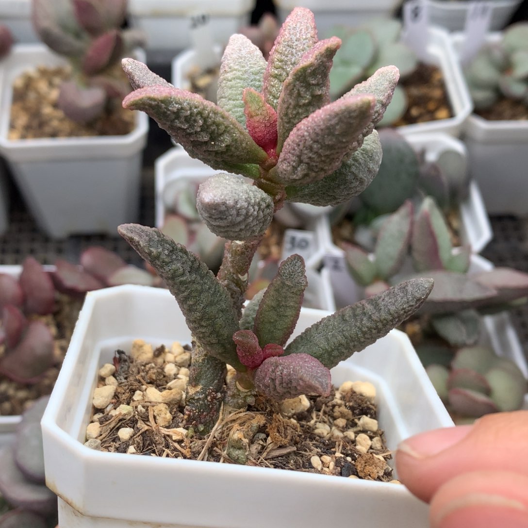 粉玫瑰 多肉植物水泡