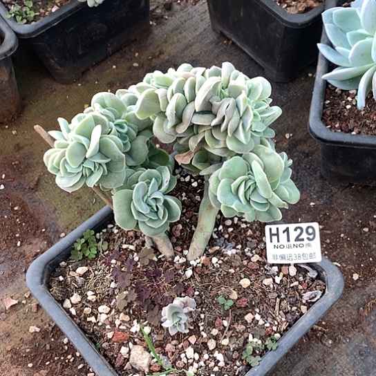 可爱玫瑰缀化129 退款拉黑全场亏本处理7-8天发货