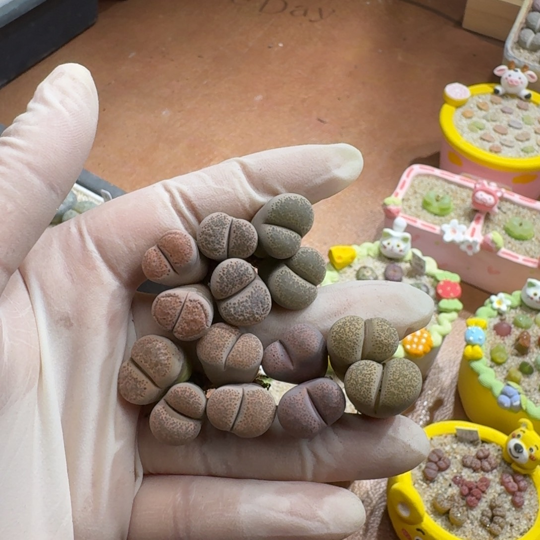 鲸***喜1123-07碧琉璃生石花花