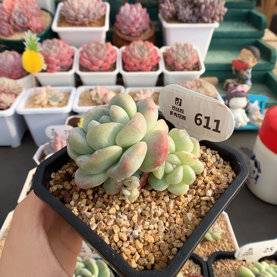 611五头冰玉石化多肉植物